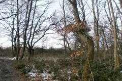 Randonnée pédestre 15 janvier 2017