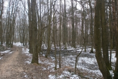 Randonnée pédestre Marcy l'étoile 22 janvier 2017