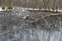 Randonnée pédestre Marcy l'étoile 22 janvier 2017