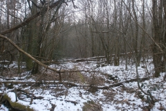 Randonnée pédestre Marcy l'étoile 22 janvier 2017