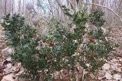 Randonnée pédestre Marcy l'étoile 22 janvier 2017