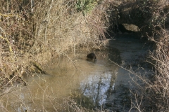 Randonnée pédestre 29 janvier 2017 - St André-de-Corcy